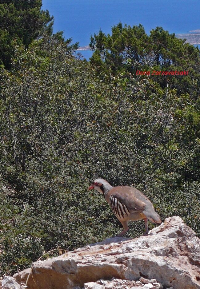 Chukar Partridge