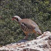 Chukar Partridge