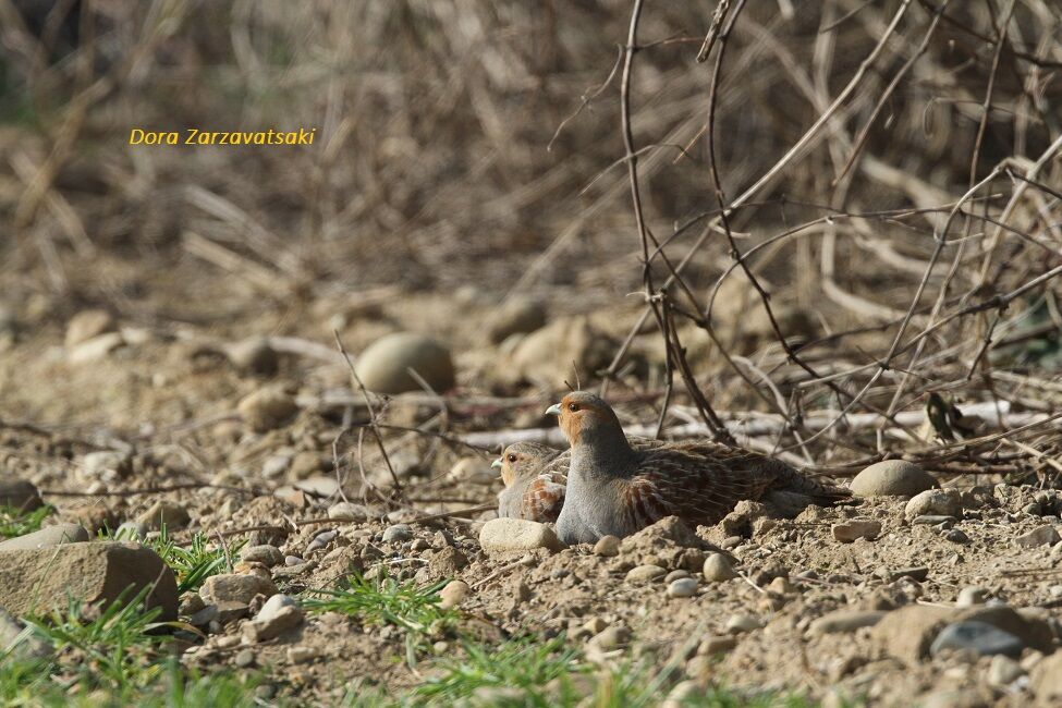 Grey Partridge