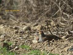 Grey Partridge