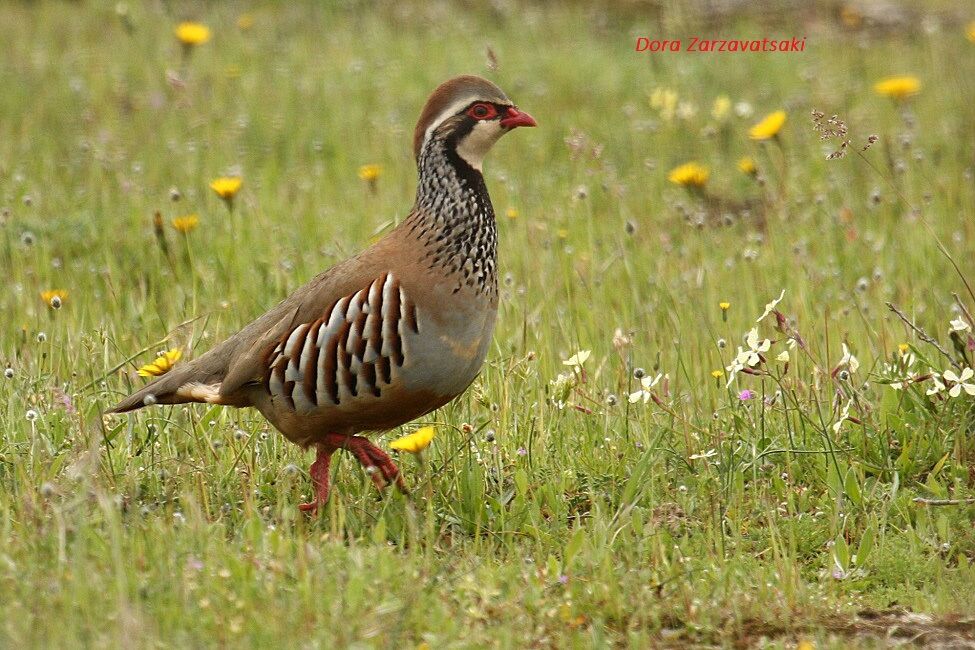 Red-legged Partridge