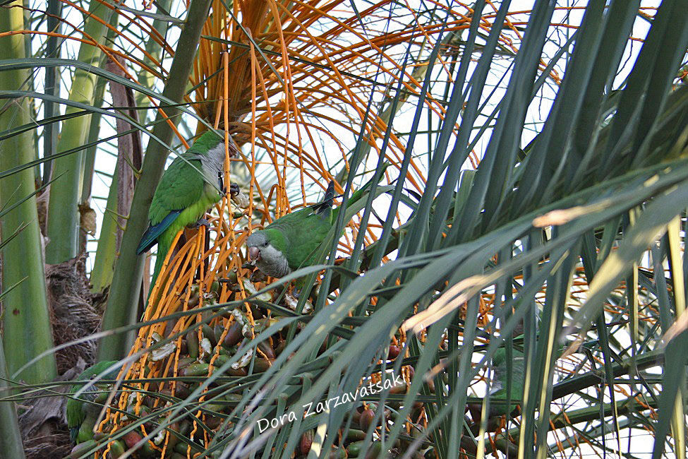 Monk Parakeet