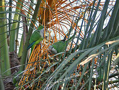 Monk Parakeet