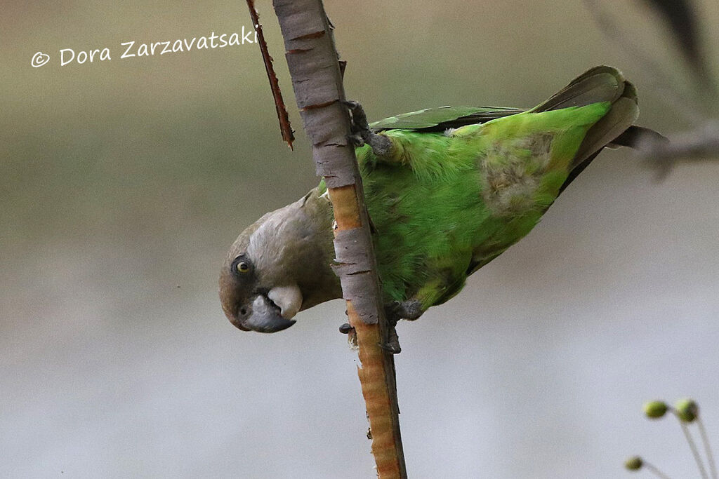 Brown-headed Parrotadult