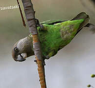 Brown-headed Parrot