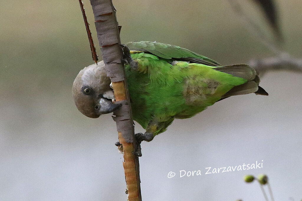 Brown-headed Parrotadult, eats