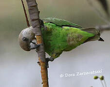 Brown-headed Parrot