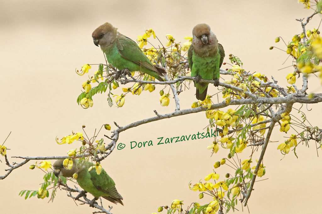 Brown-headed Parrotadult