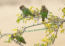 Brown-headed Parrot