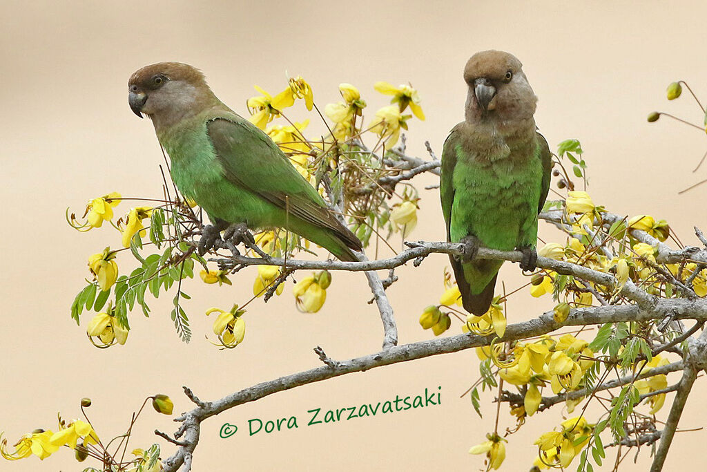 Brown-headed Parrotadult