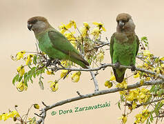 Brown-headed Parrot