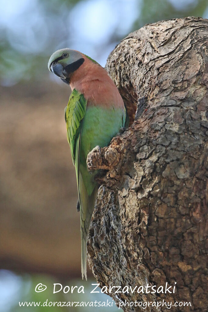 Red-breasted Parakeet male adult, identification