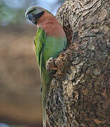 Red-breasted Parakeet