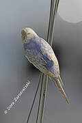 Budgerigar