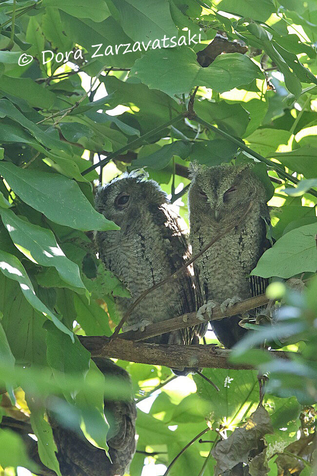 Collared Scops Owl