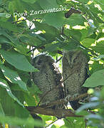 Collared Scops Owl