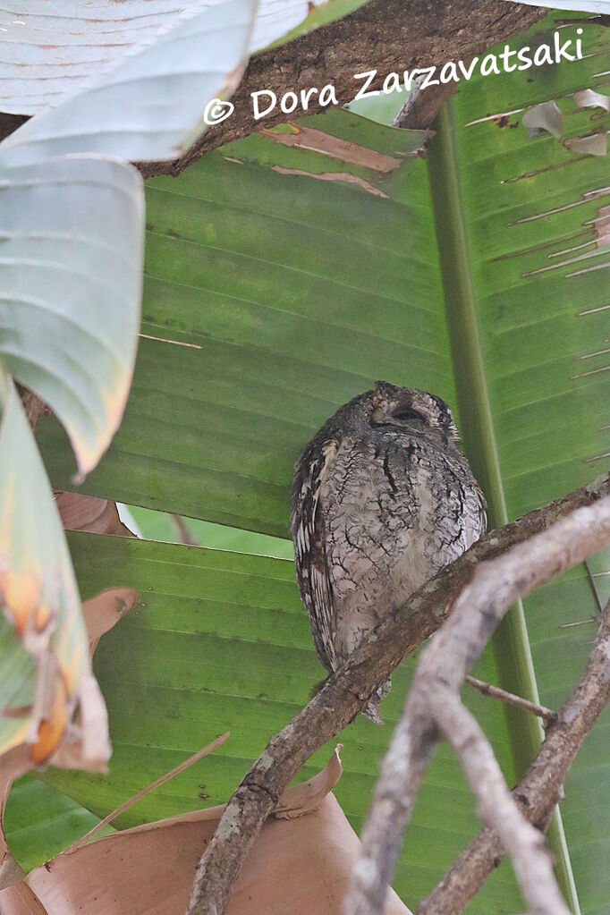 African Scops Owladult