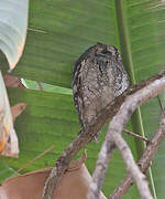 African Scops Owl