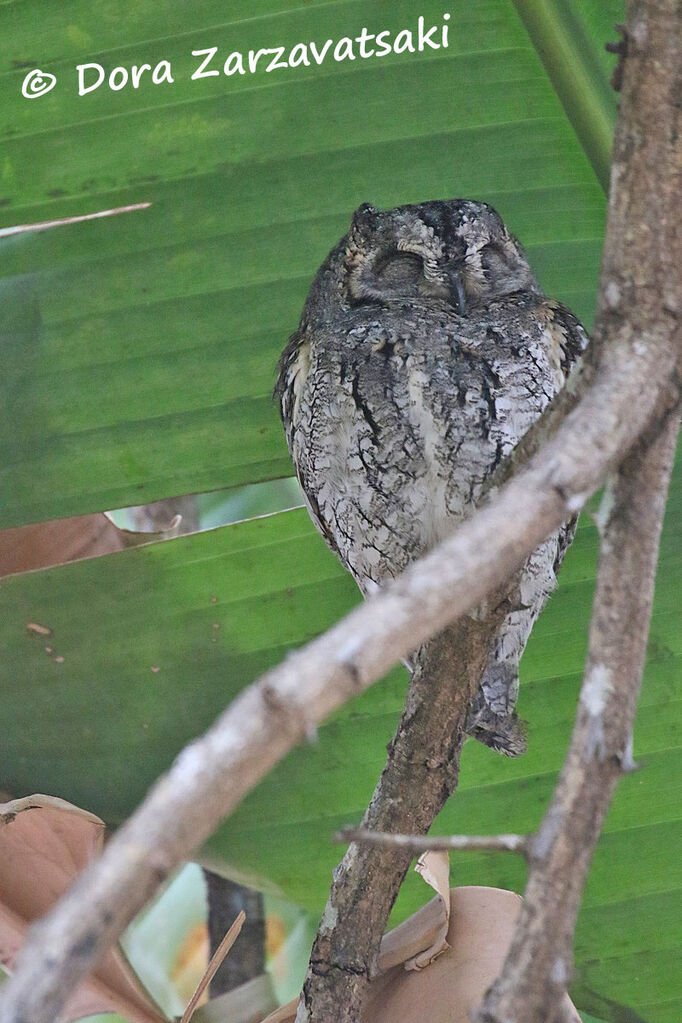 African Scops Owladult