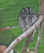 African Scops Owl