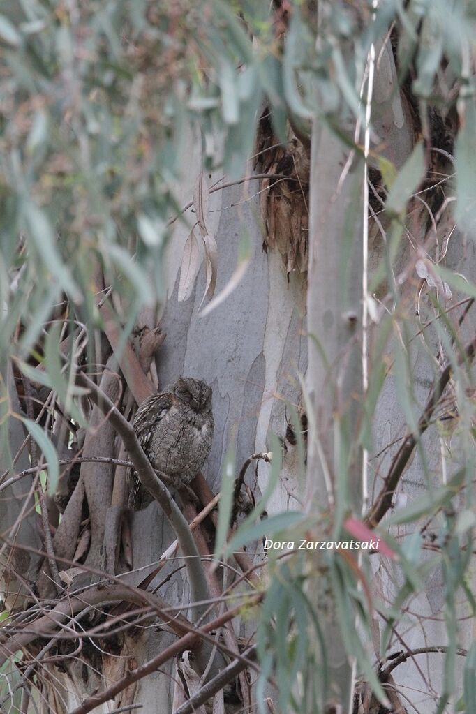 Petit-duc scops