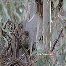 Petit-duc scops