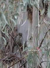 Petit-duc scops