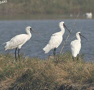 Black-faced Spoonbill