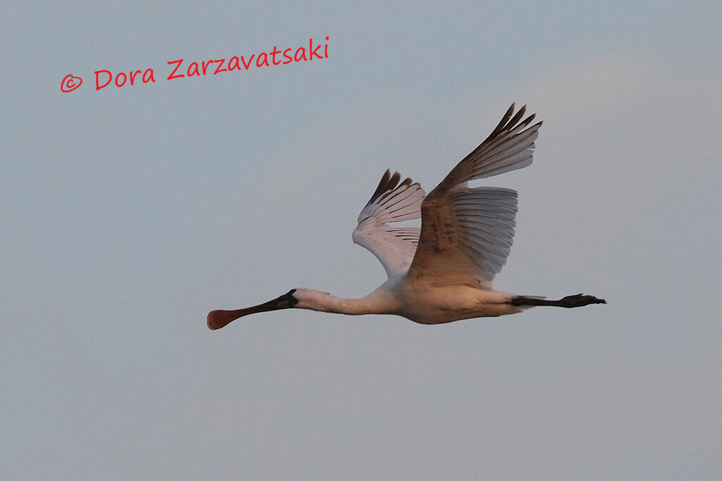 Black-faced Spoonbillimmature, Flight