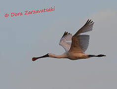 Black-faced Spoonbill