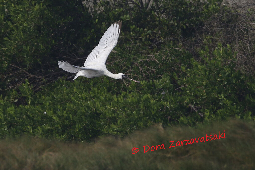 Black-faced Spoonbillimmature, Flight