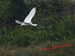 Black-faced Spoonbill