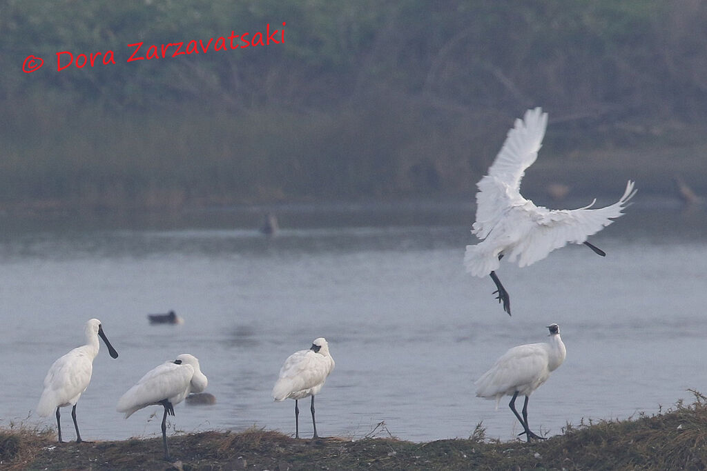 Black-faced Spoonbill