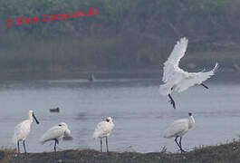 Black-faced Spoonbill