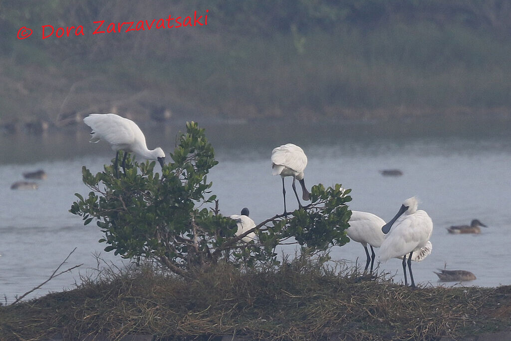 Black-faced Spoonbilladult