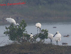 Black-faced Spoonbill