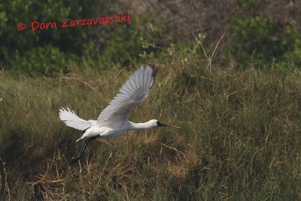 Black-faced Spoonbillimmature, Flight