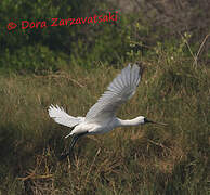 Black-faced Spoonbill