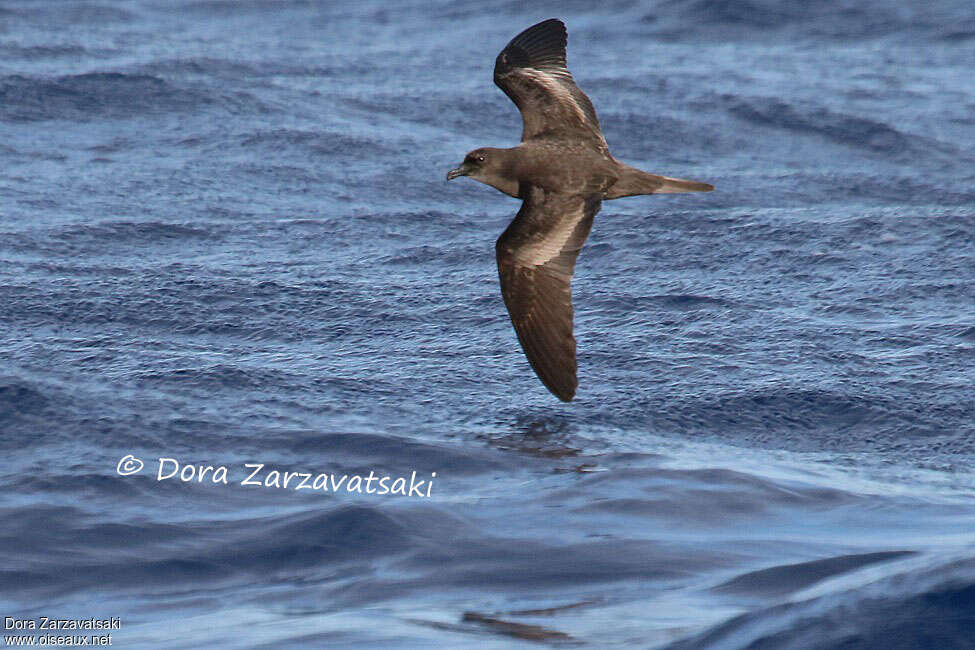 Bulwer's Petreladult, identification