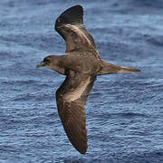 Bulwer's Petrel