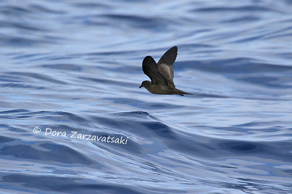 Bulwer's Petrel