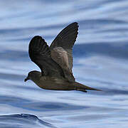 Bulwer's Petrel