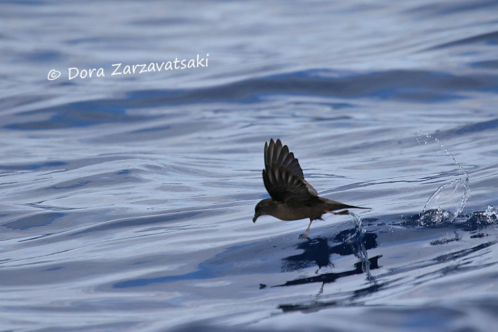 Bulwer's Petrel