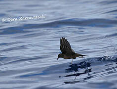 Bulwer's Petrel