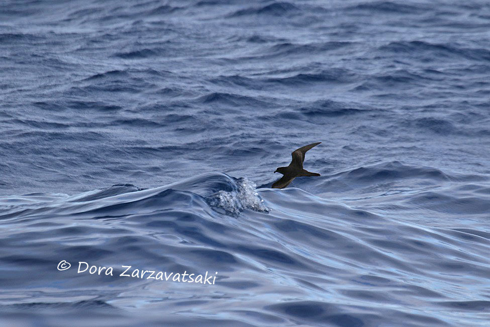 Bulwer's Petrel