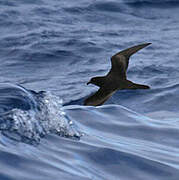 Bulwer's Petrel