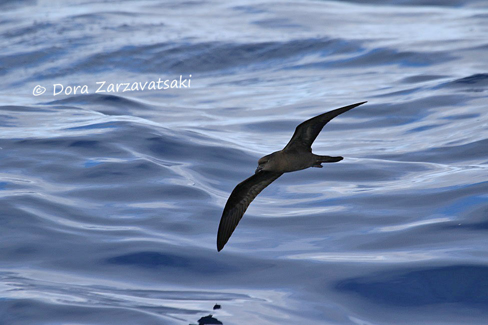 Bulwer's Petrel