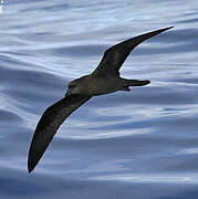 Bulwer's Petrel