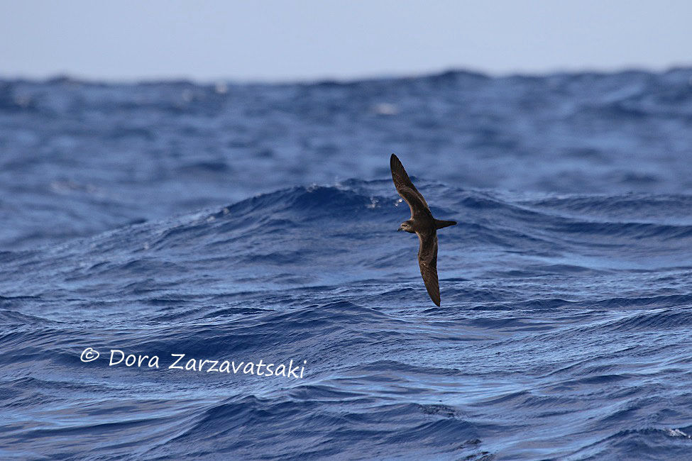 Bulwer's Petrel