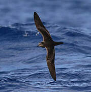 Bulwer's Petrel